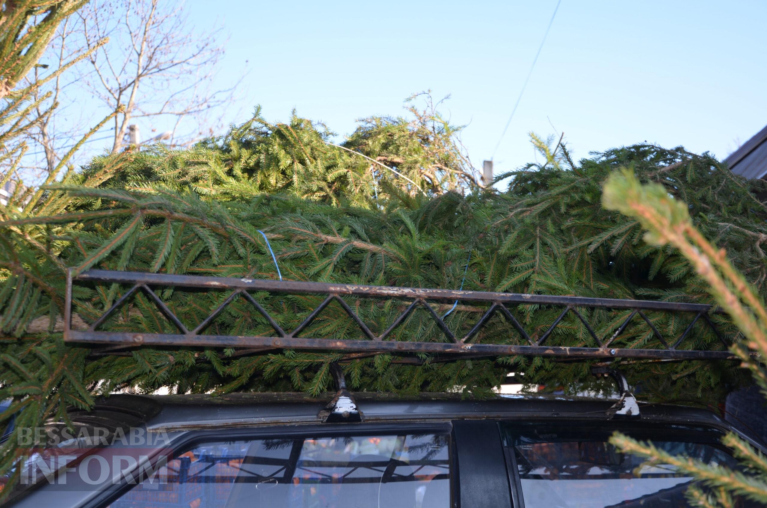 В Ізмаїлі запрацювали ялинкові базари – як обрати святкову красуню до душі