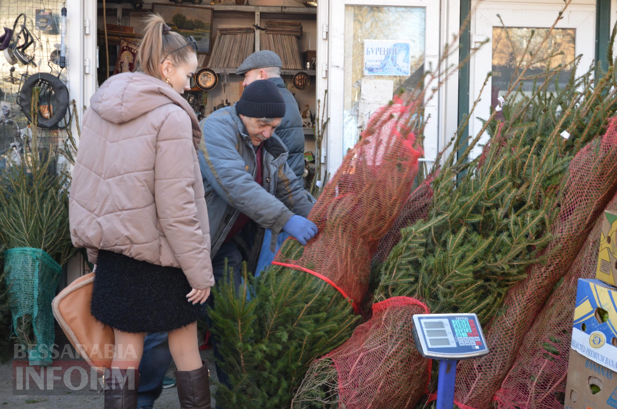 В Ізмаїлі запрацювали ялинкові базари – як обрати святкову красуню до душі