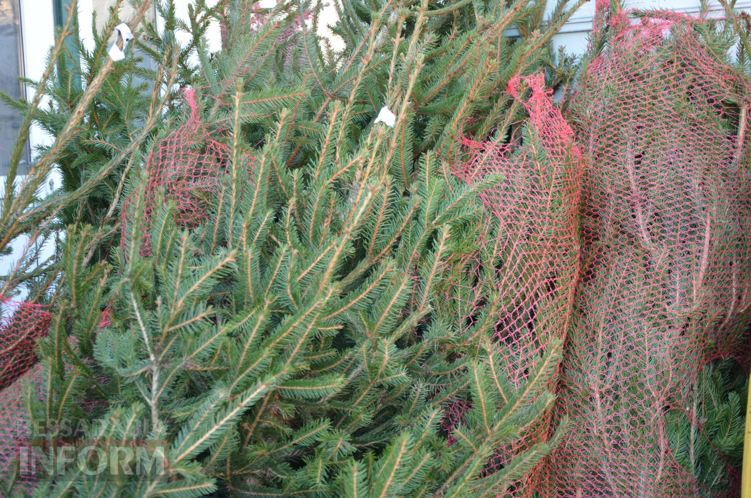 В Ізмаїлі запрацювали ялинкові базари – як обрати святкову красуню до душі