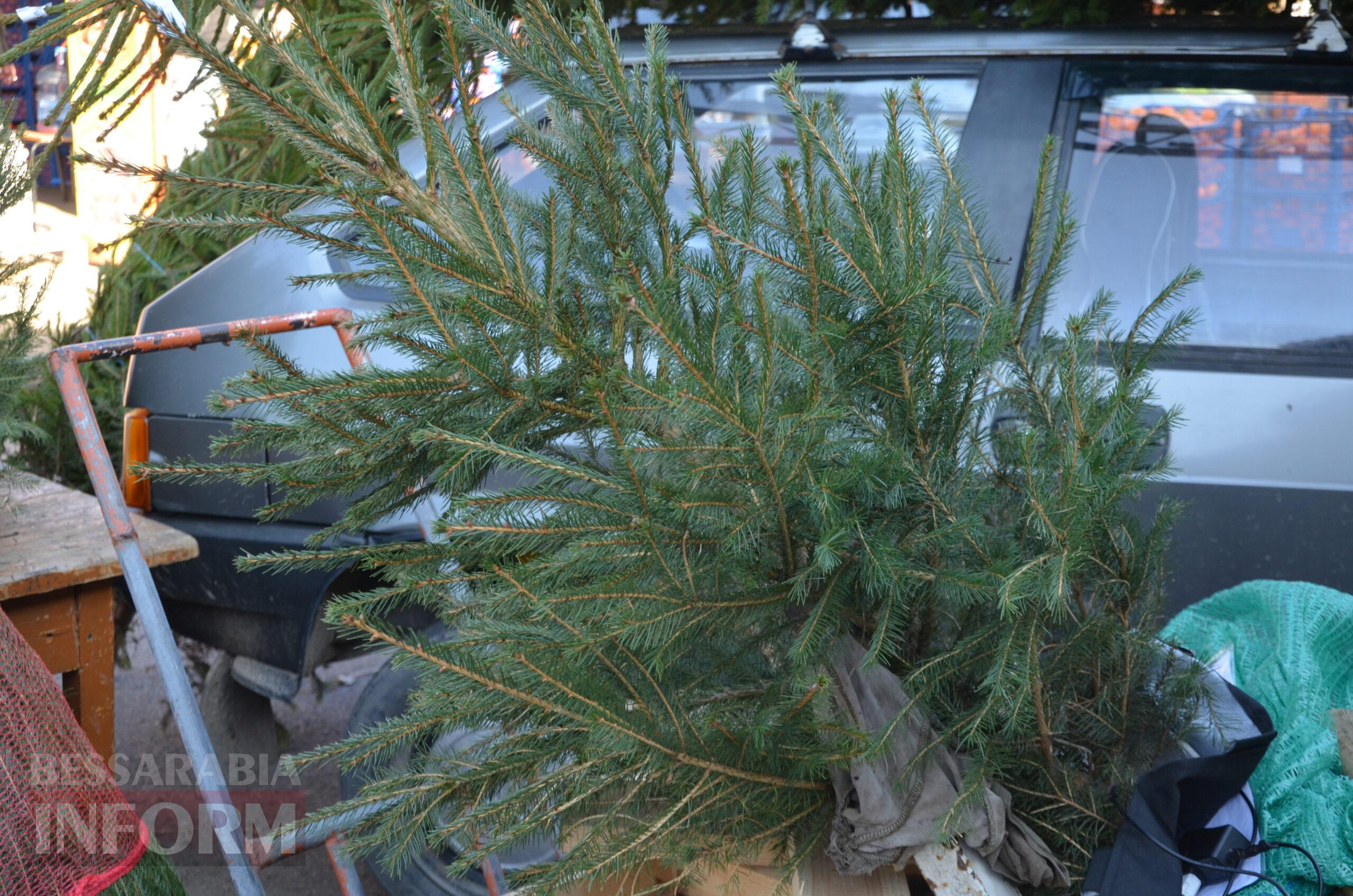 В Ізмаїлі запрацювали ялинкові базари – як обрати святкову красуню до душі