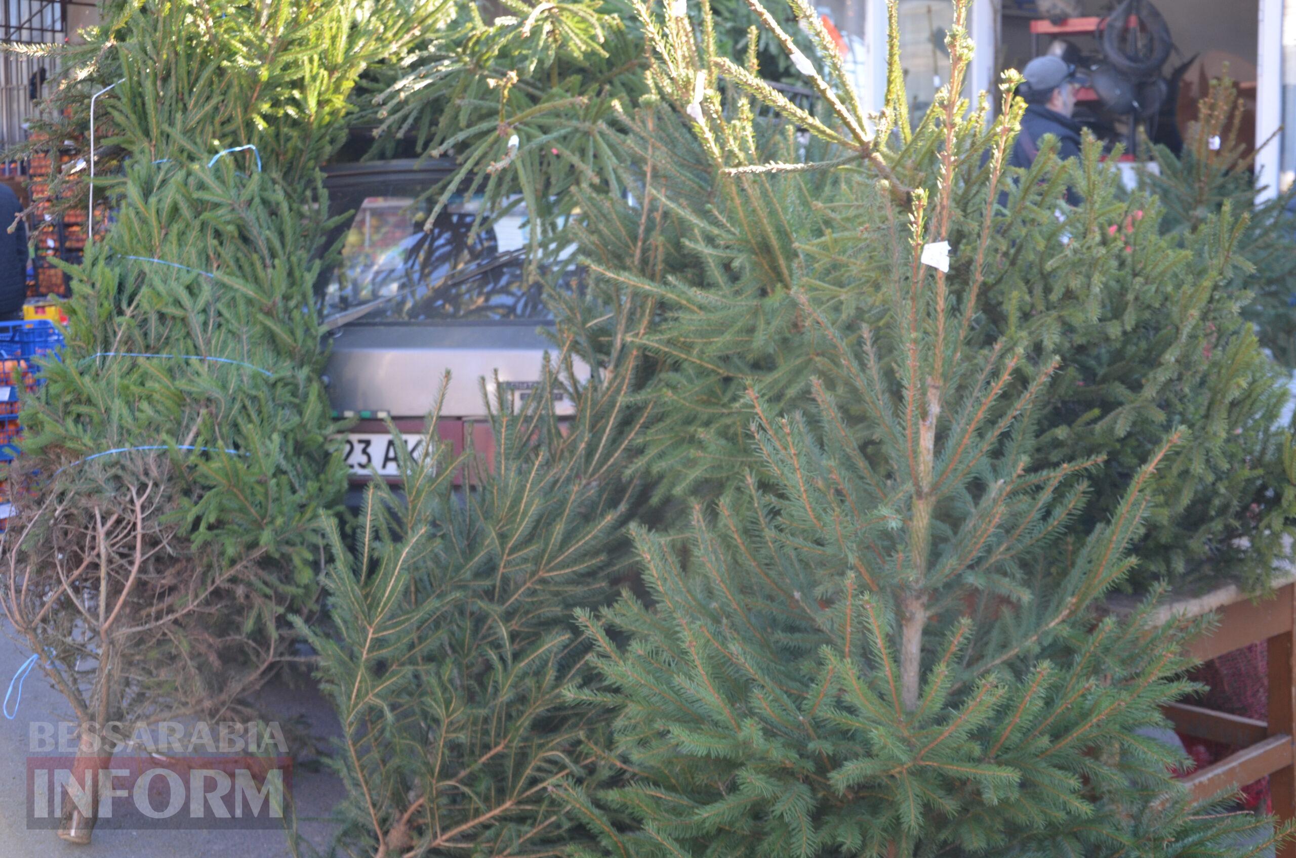 В Ізмаїлі запрацювали ялинкові базари – як обрати святкову красуню до душі