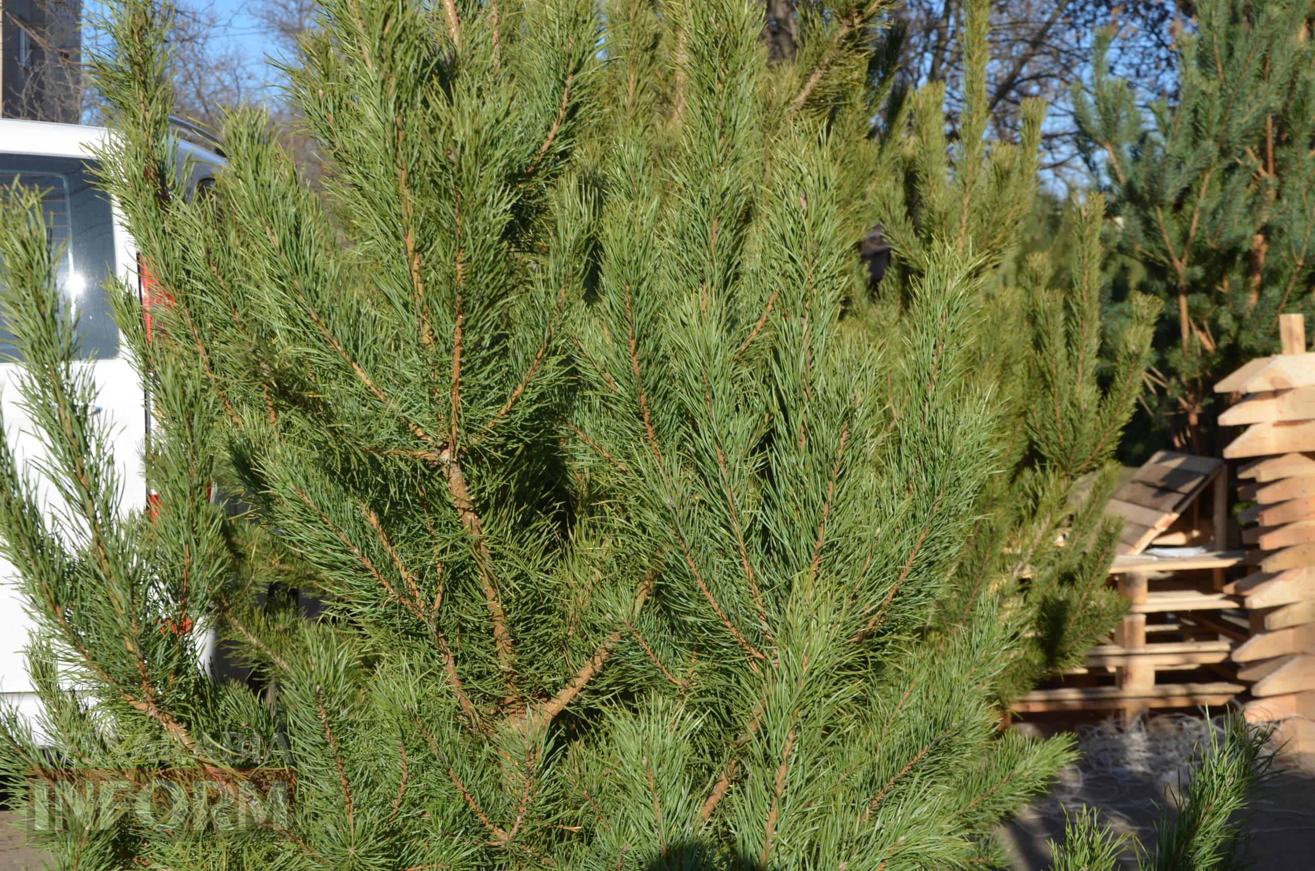В Ізмаїлі запрацювали ялинкові базари – як обрати святкову красуню до душі
