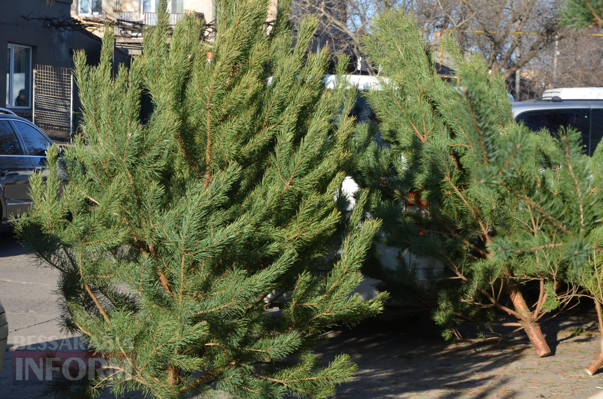 В Ізмаїлі запрацювали ялинкові базари – як обрати святкову красуню до душі
