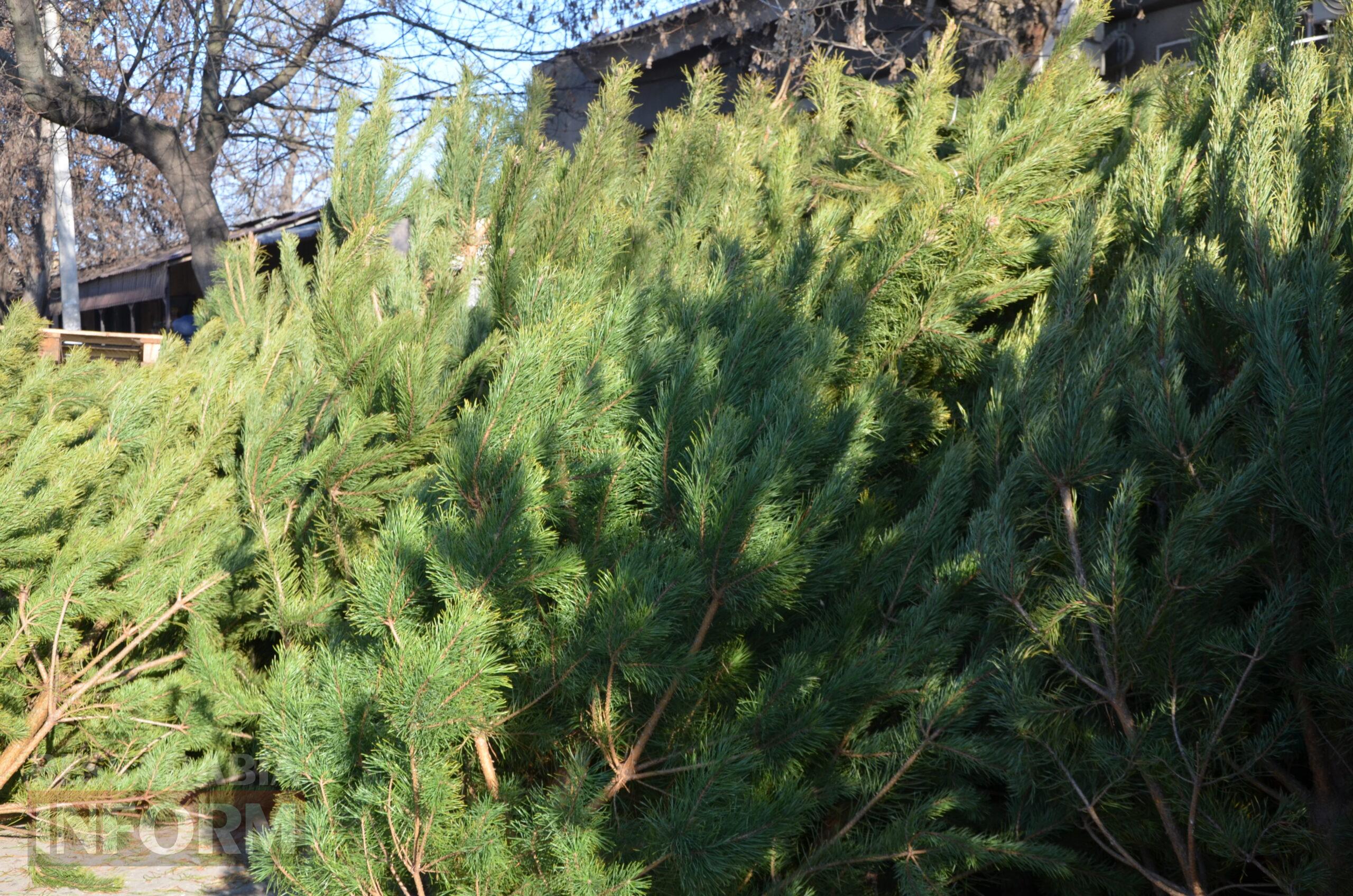 В Ізмаїлі запрацювали ялинкові базари – як обрати святкову красуню до душі