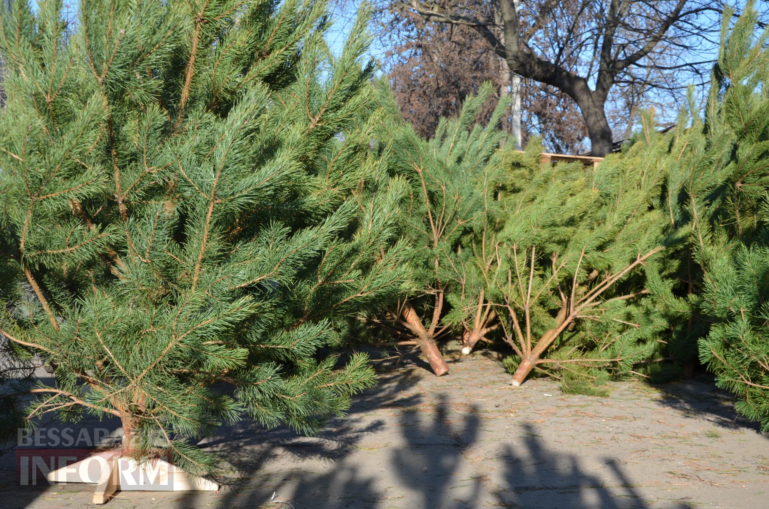 В Ізмаїлі запрацювали ялинкові базари – як обрати святкову красуню до душі
