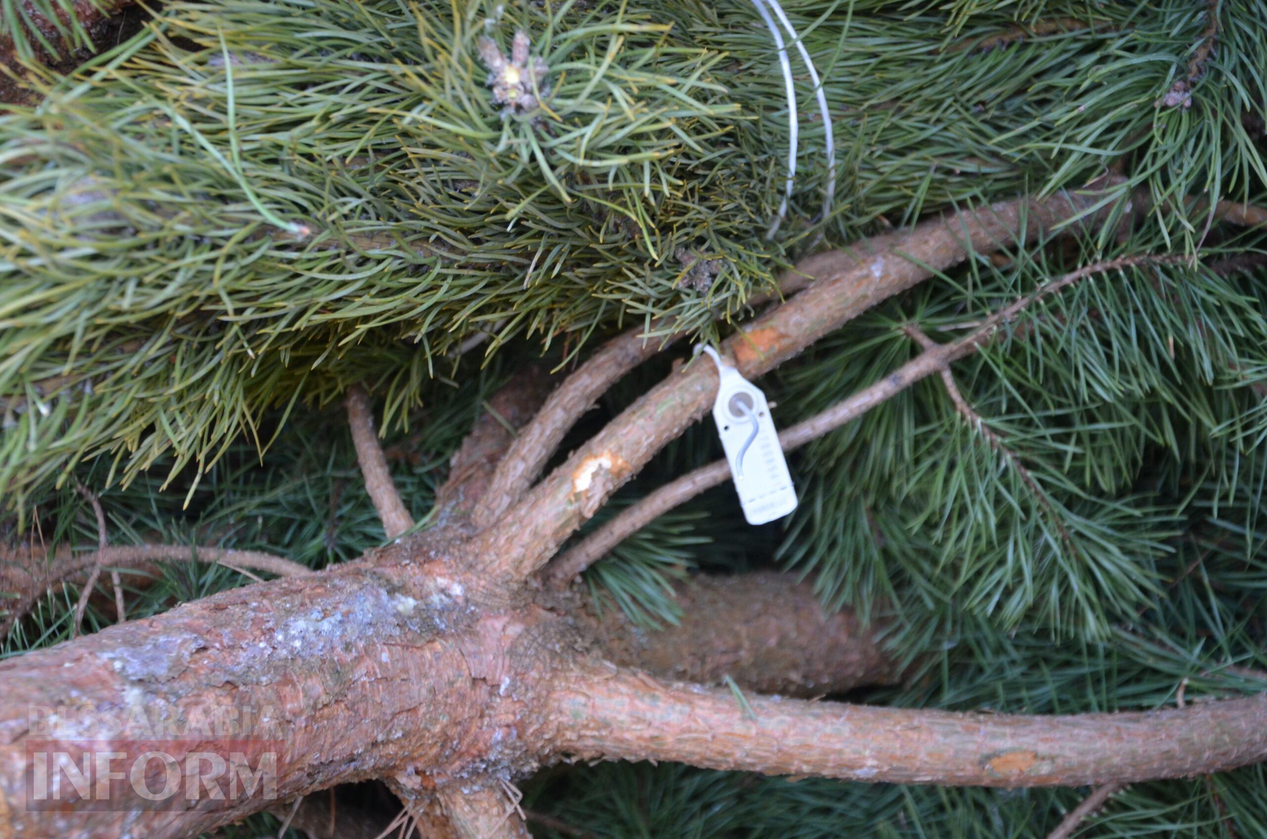 В Ізмаїлі запрацювали ялинкові базари – як обрати святкову красуню до душі