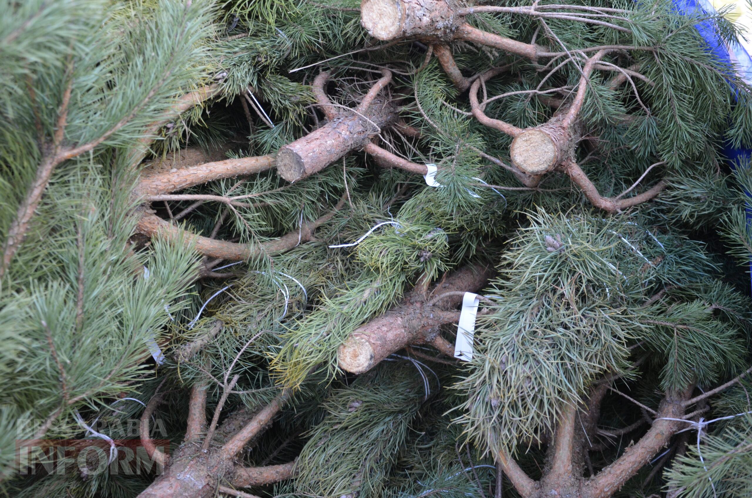 В Ізмаїлі запрацювали ялинкові базари – як обрати святкову красуню до душі