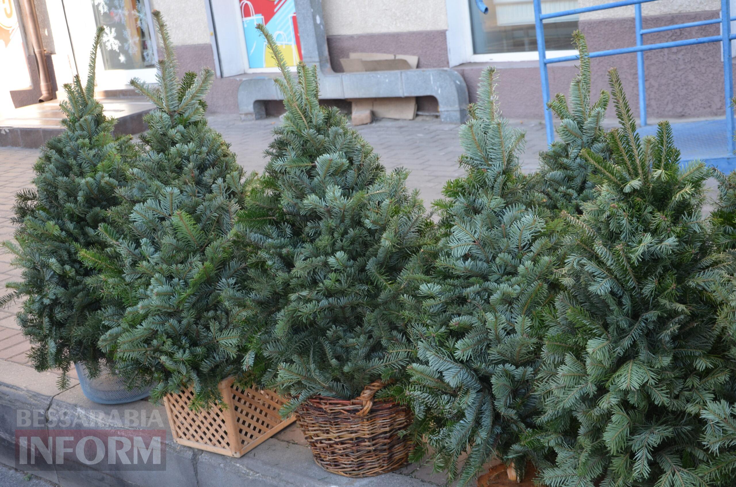 В Ізмаїлі запрацювали ялинкові базари – як обрати святкову красуню до душі
