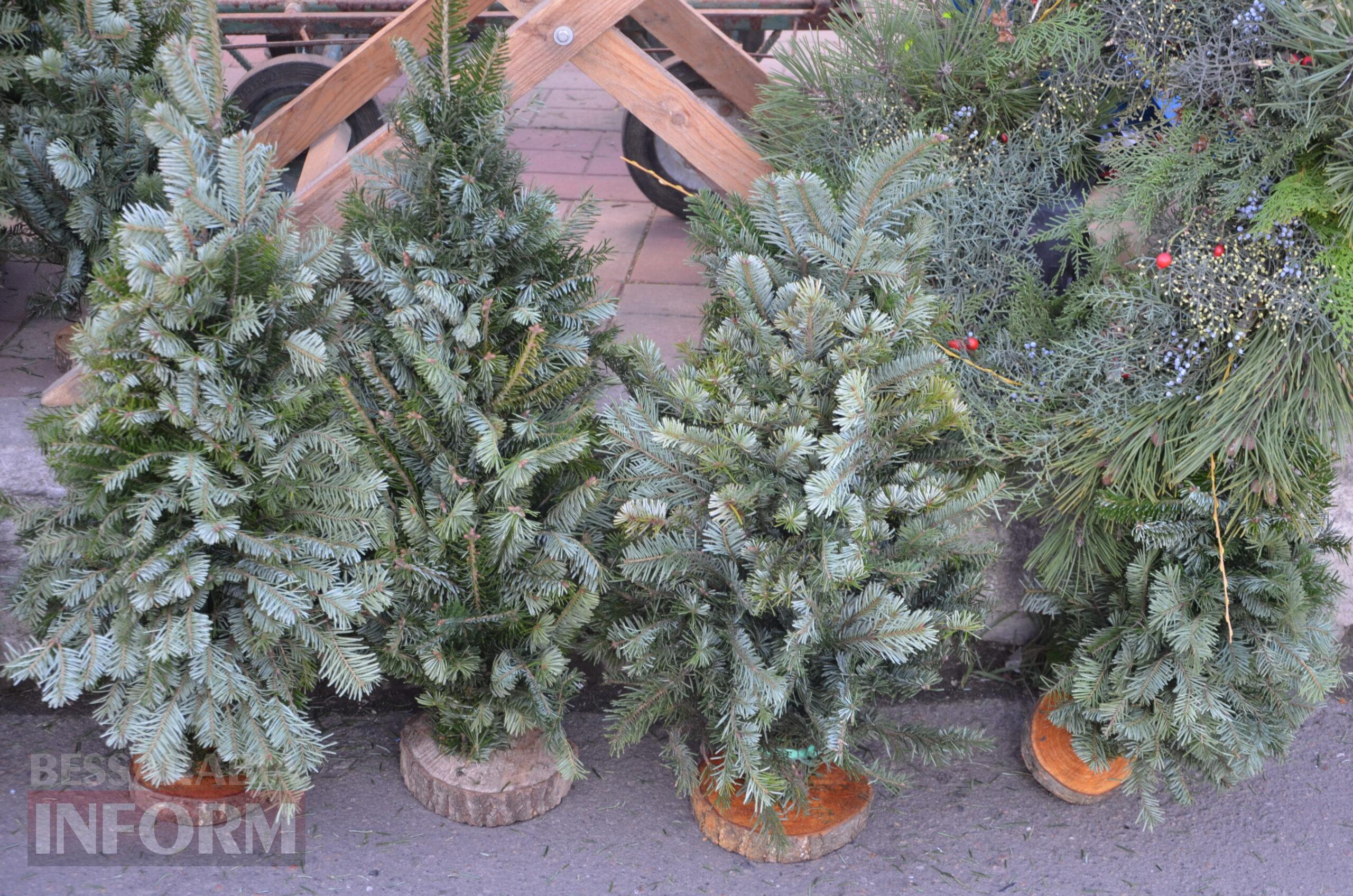 В Ізмаїлі запрацювали ялинкові базари – як обрати святкову красуню до душі