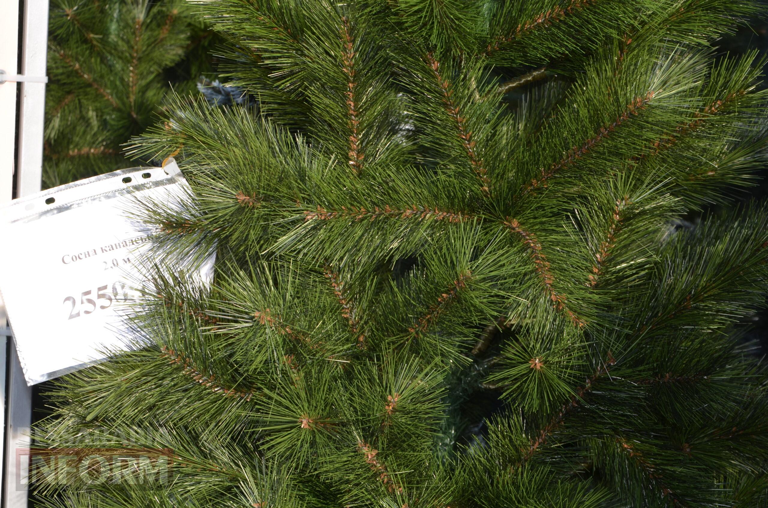 В Ізмаїлі запрацювали ялинкові базари – як обрати святкову красуню до душі