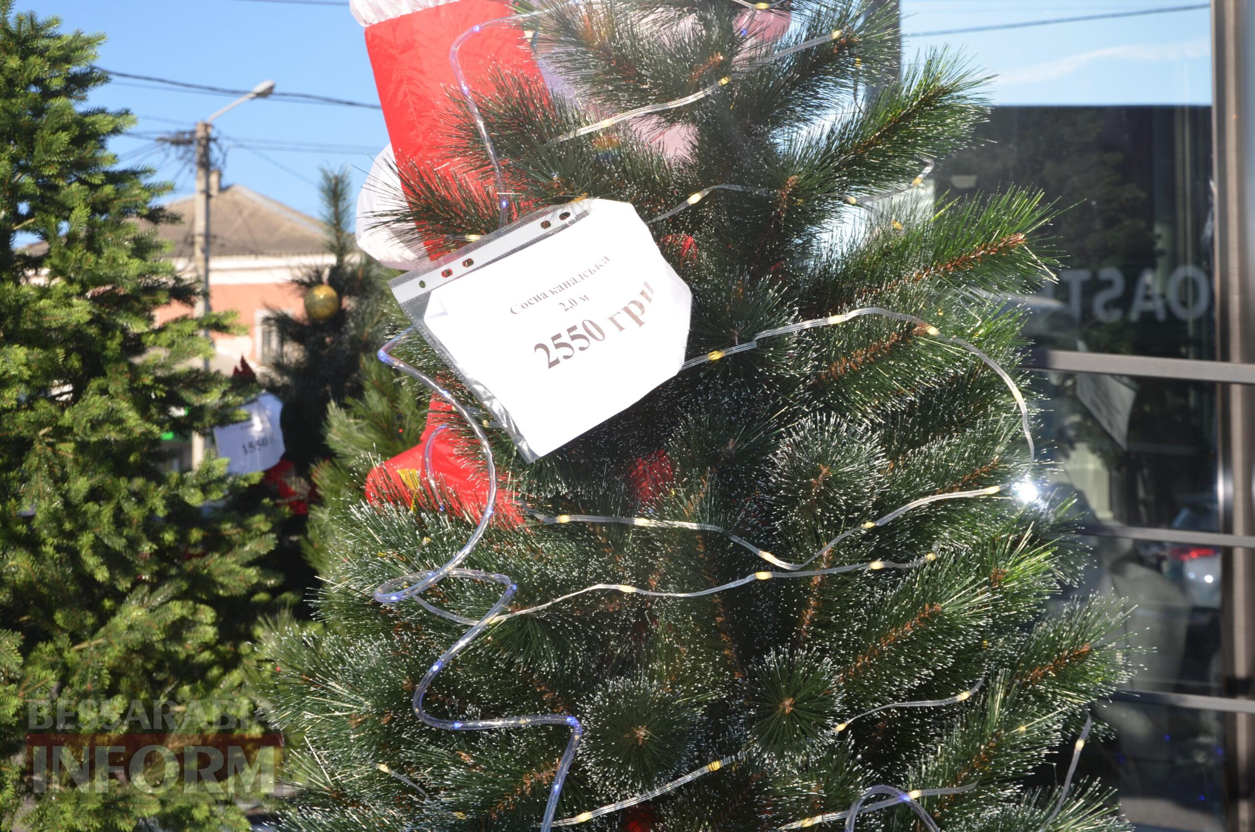 В Ізмаїлі запрацювали ялинкові базари – як обрати святкову красуню до душі