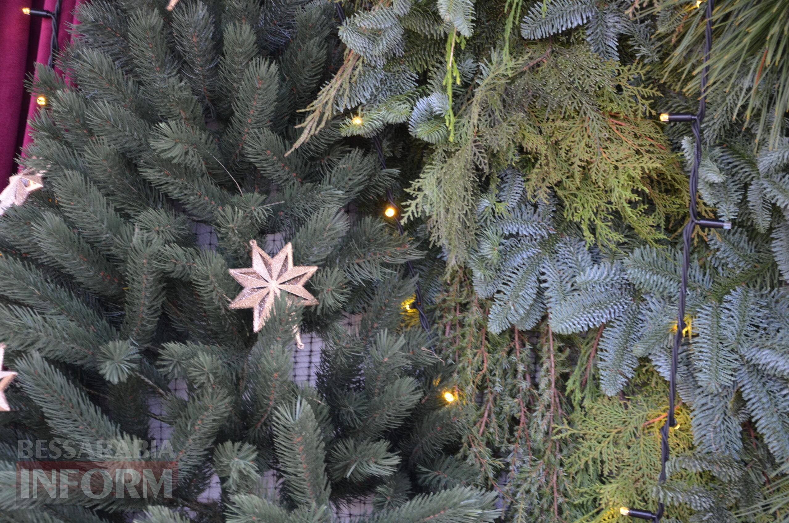 В Ізмаїлі запрацювали ялинкові базари – як обрати святкову красуню до душі