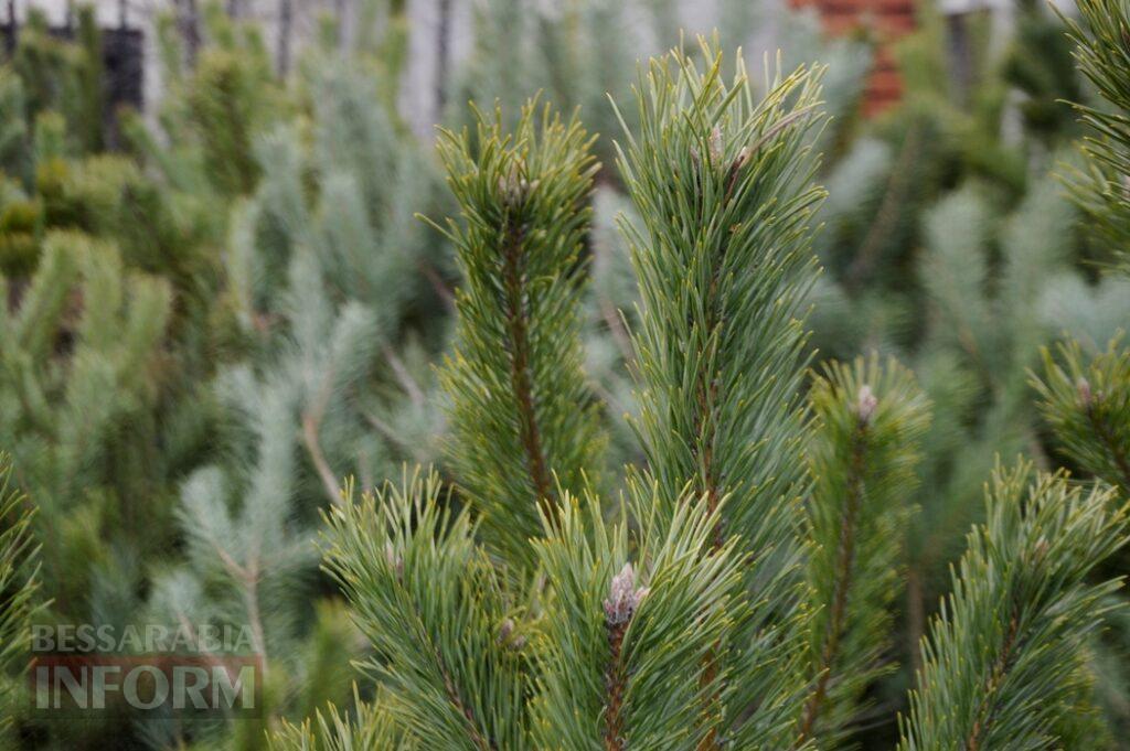 Новорічна казка в Аккермані на тлі темряви ворожих атак: як святкова атмосфера може стати "пальним" для психологічного здоров'я