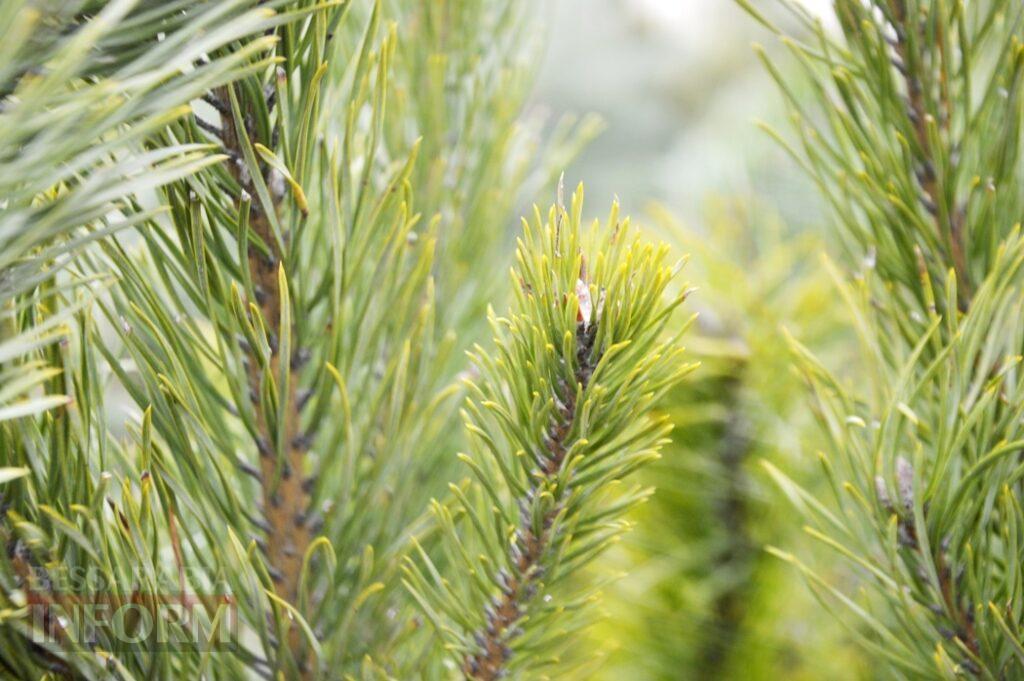 Новорічна казка в Аккермані на тлі темряви ворожих атак: як святкова атмосфера може стати "пальним" для психологічного здоров'я