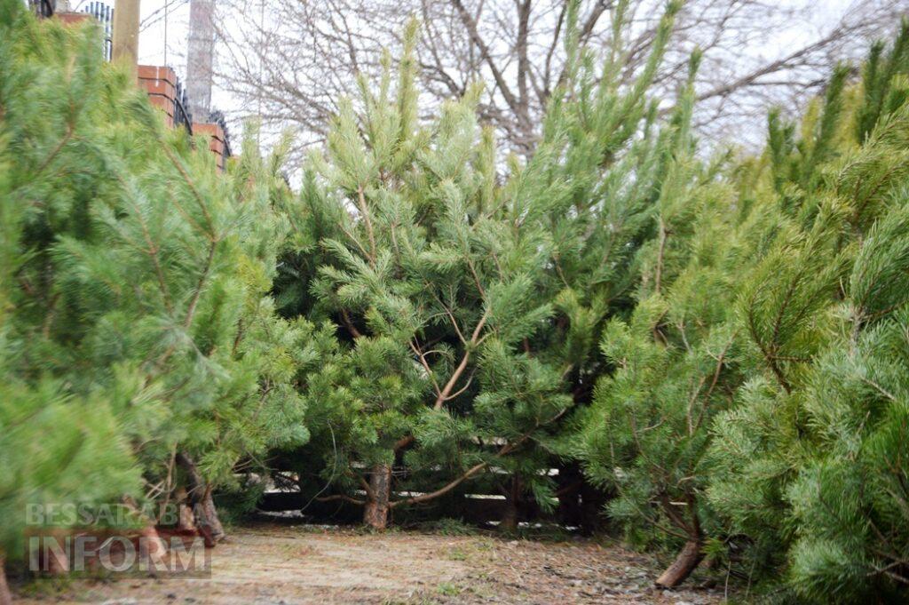 Новорічна казка в Аккермані на тлі темряви ворожих атак: як святкова атмосфера може стати "пальним" для психологічного здоров'я