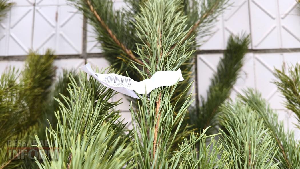 З ароматом лісу: вартість та асортимент ялинок та сосен у Кілії