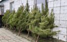 З ароматом лісу: вартість та асортимент ялинок та сосен у Кілії
