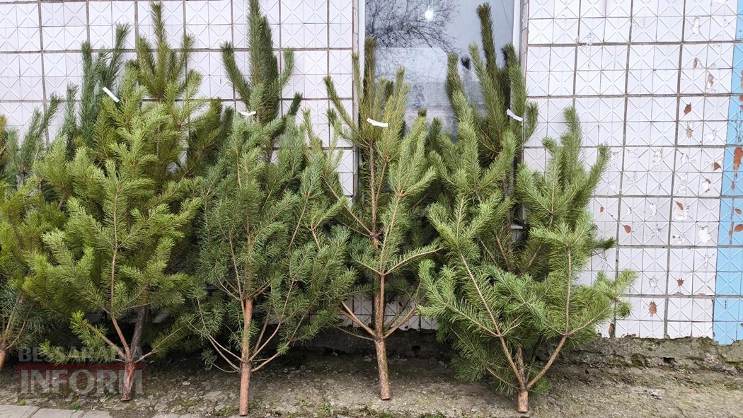 З ароматом лісу: вартість та асортимент ялинок та сосен у Кілії