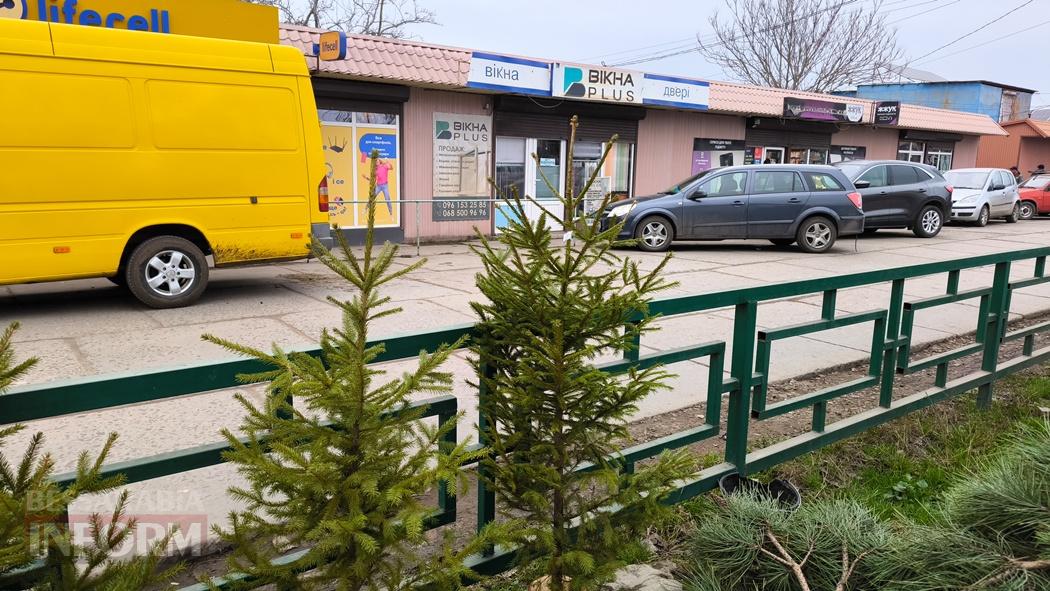 З ароматом лісу: вартість та асортимент ялинок та сосен у Кілії