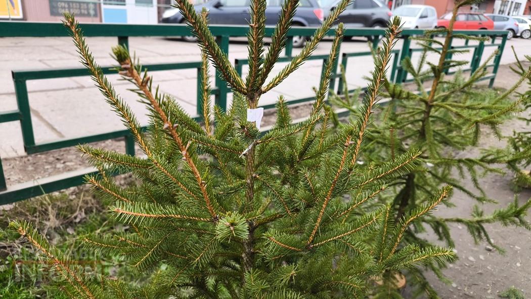 З ароматом лісу: вартість та асортимент ялинок та сосен у Кілії