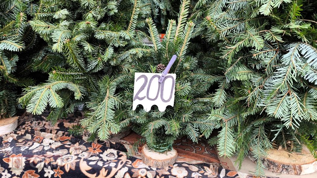 З ароматом лісу: вартість та асортимент ялинок та сосен у Кілії