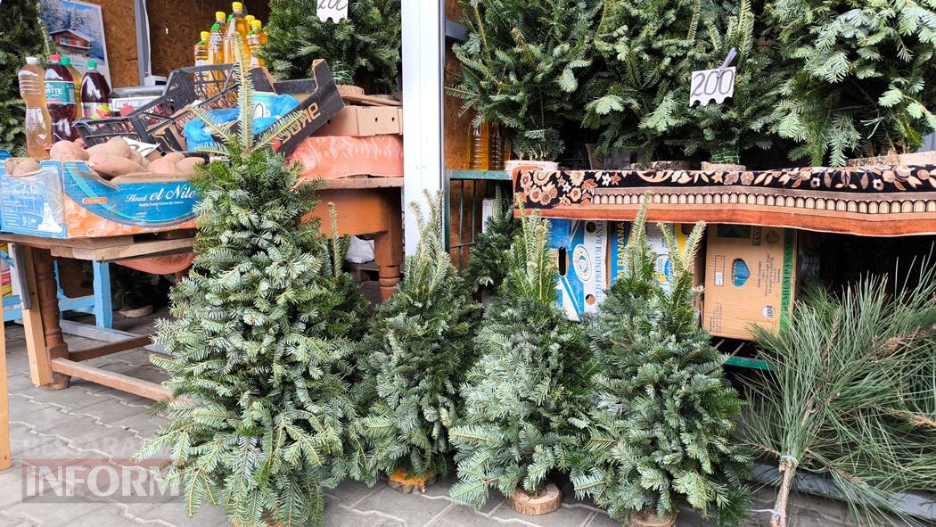 З ароматом лісу: вартість та асортимент ялинок та сосен у Кілії