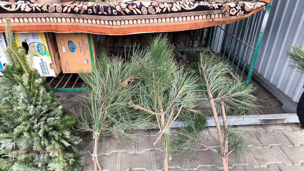 З ароматом лісу: вартість та асортимент ялинок та сосен у Кілії