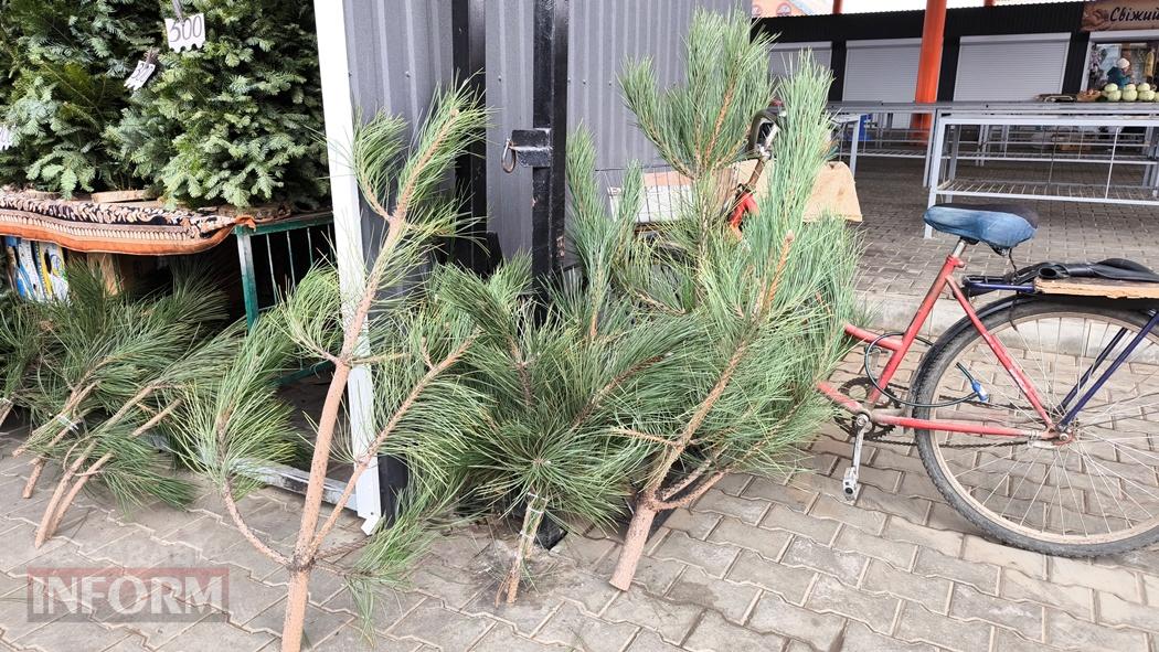 З ароматом лісу: вартість та асортимент ялинок та сосен у Кілії