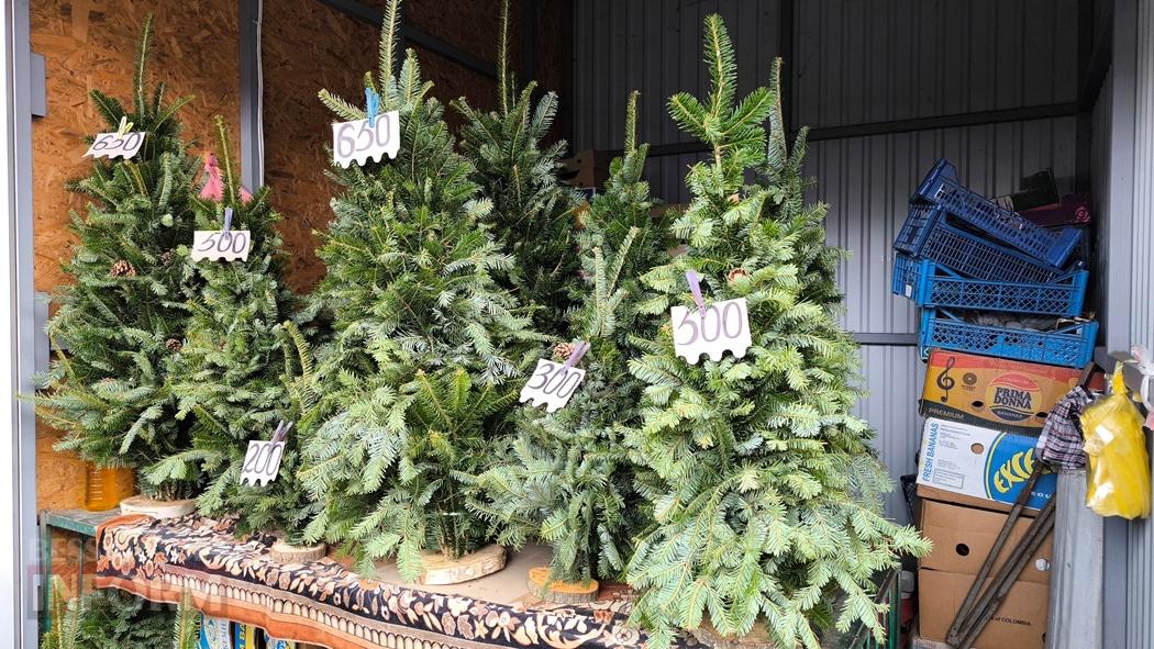 З ароматом лісу: вартість та асортимент ялинок та сосен у Кілії
