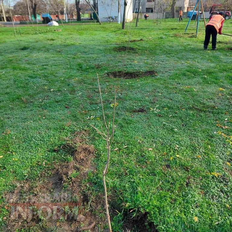 У міському парку Кілії висадили цілу алею молодих кленів