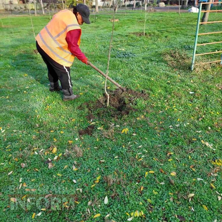 У міському парку Кілії висадили цілу алею молодих кленів