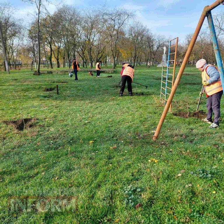 У міському парку Кілії висадили цілу алею молодих кленів