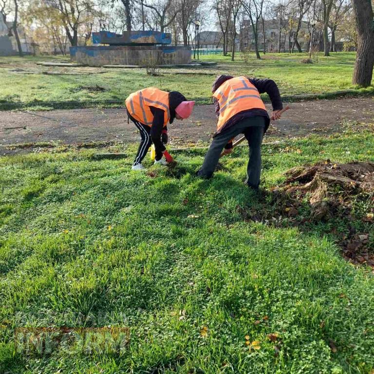 У міському парку Кілії висадили цілу алею молодих кленів