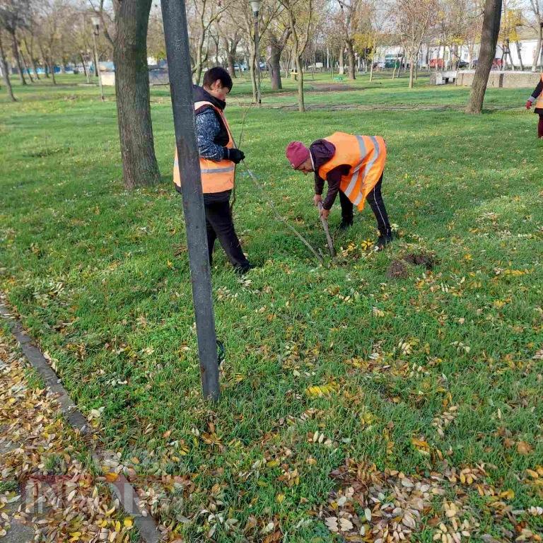 У міському парку Кілії висадили цілу алею молодих кленів