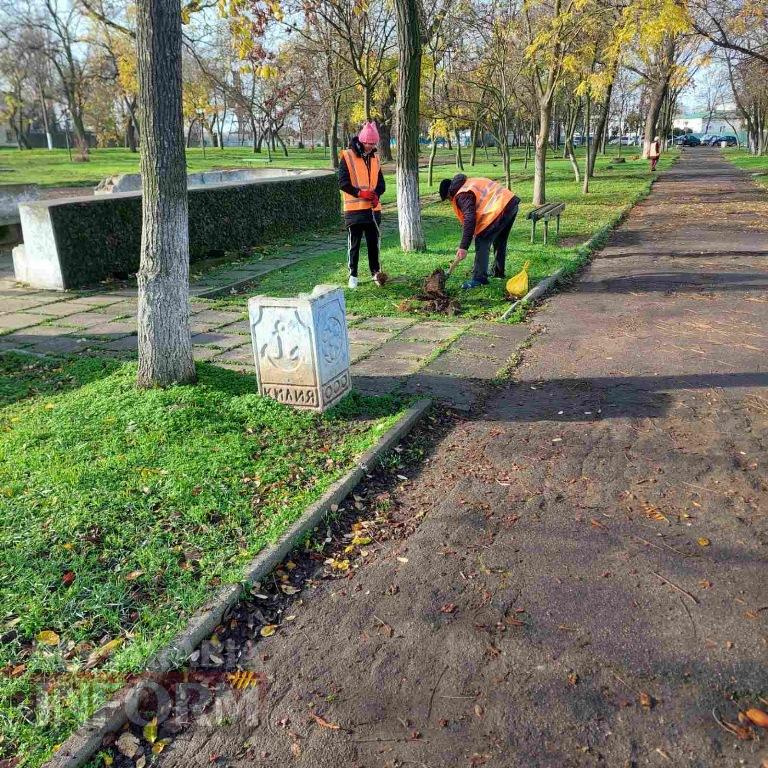 У міському парку Кілії висадили цілу алею молодих кленів