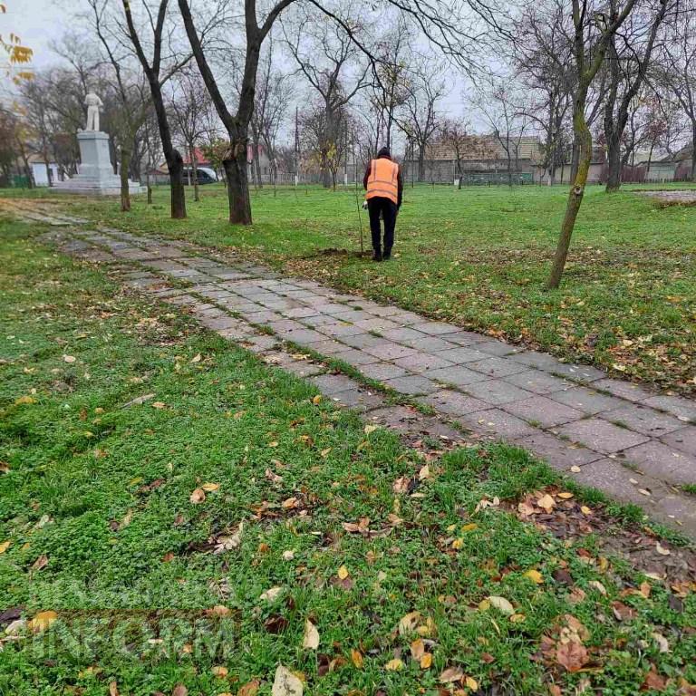 У міському парку Кілії висадили цілу алею молодих кленів