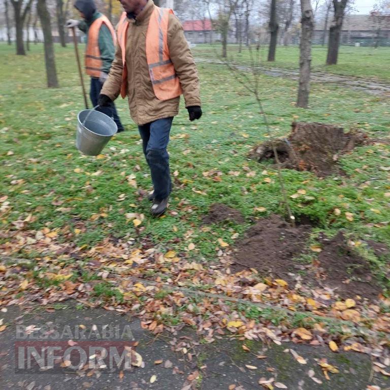 У міському парку Кілії висадили цілу алею молодих кленів