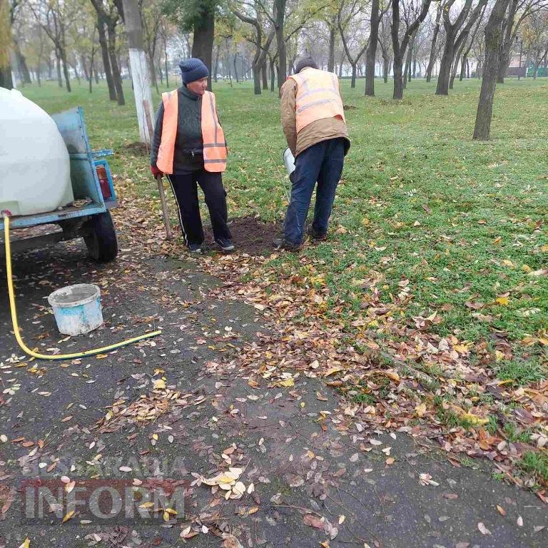 У міському парку Кілії висадили цілу алею молодих кленів