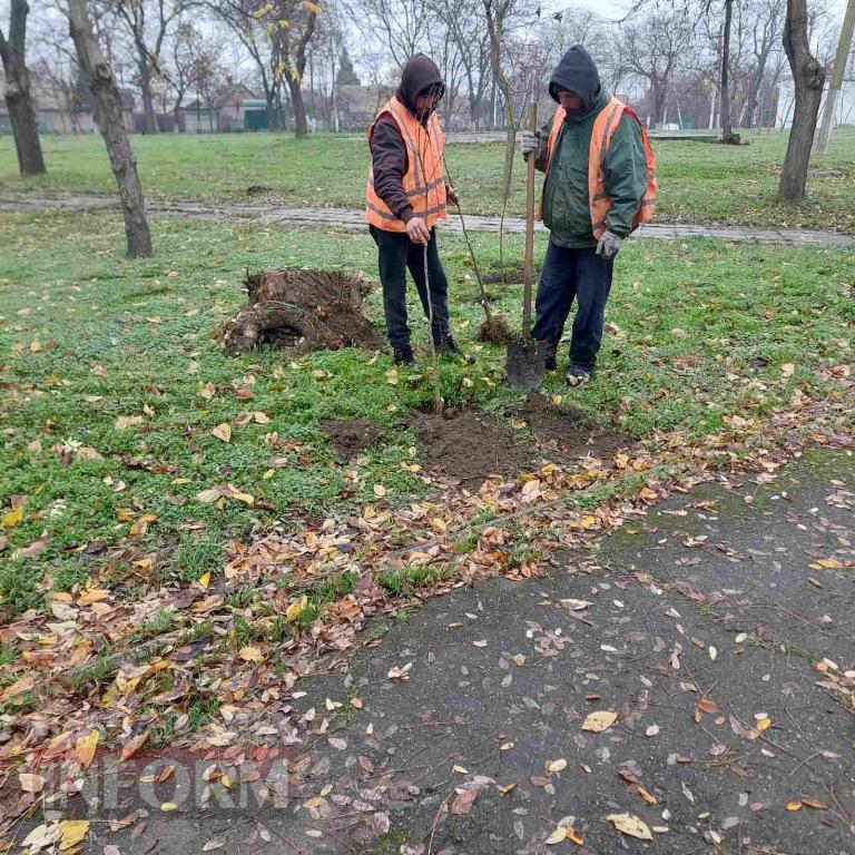 У міському парку Кілії висадили цілу алею молодих кленів