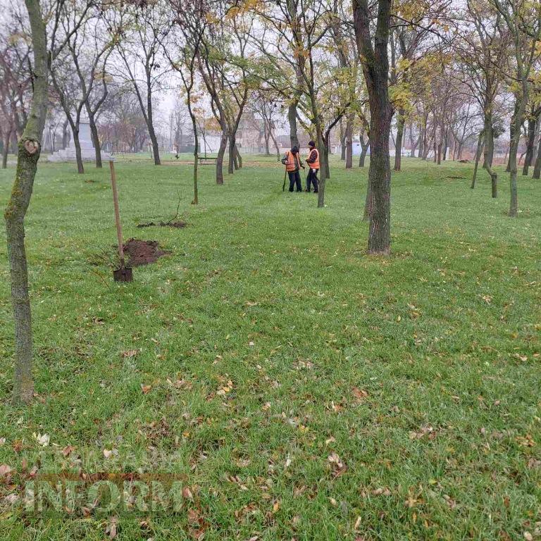 У міському парку Кілії висадили цілу алею молодих кленів