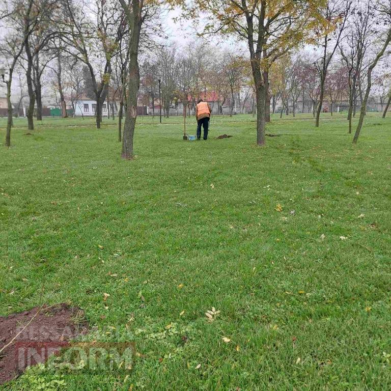 У міському парку Кілії висадили цілу алею молодих кленів