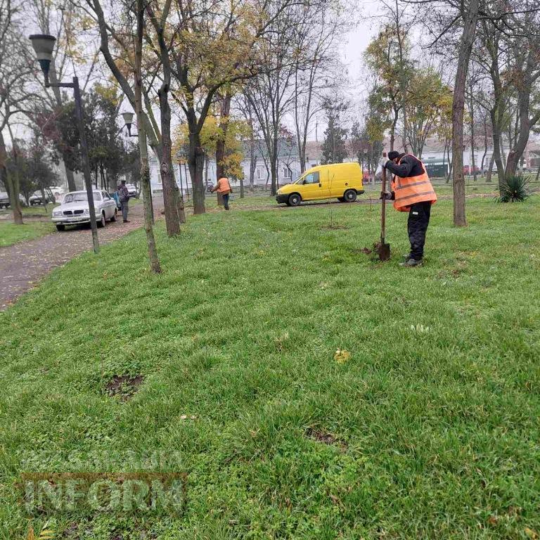 У міському парку Кілії висадили цілу алею молодих кленів