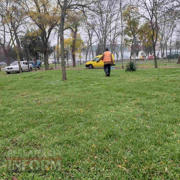 У міському парку Кілії висадили цілу алею молодих кленів