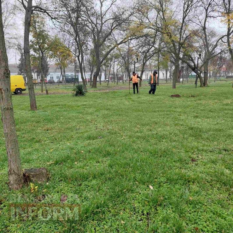 У міському парку Кілії висадили цілу алею молодих кленів