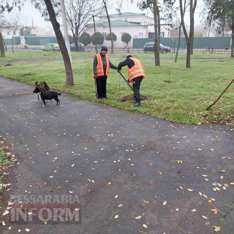 У міському парку Кілії висадили цілу алею молодих кленів