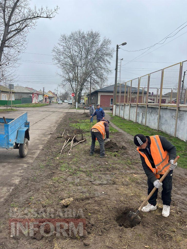 У Кілії завершили висадку молодих зелених насаджень