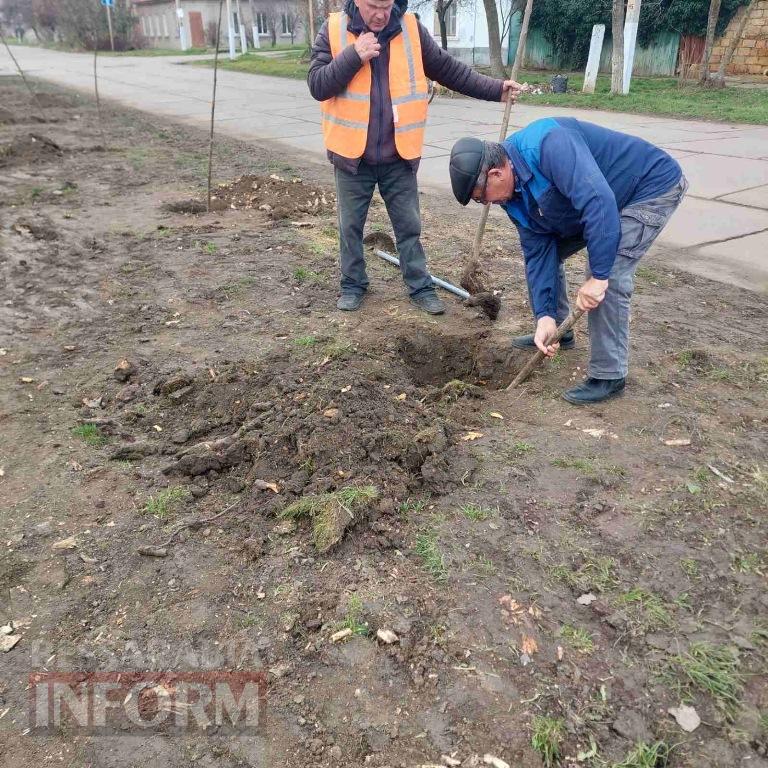 У Кілії завершили висадку молодих зелених насаджень