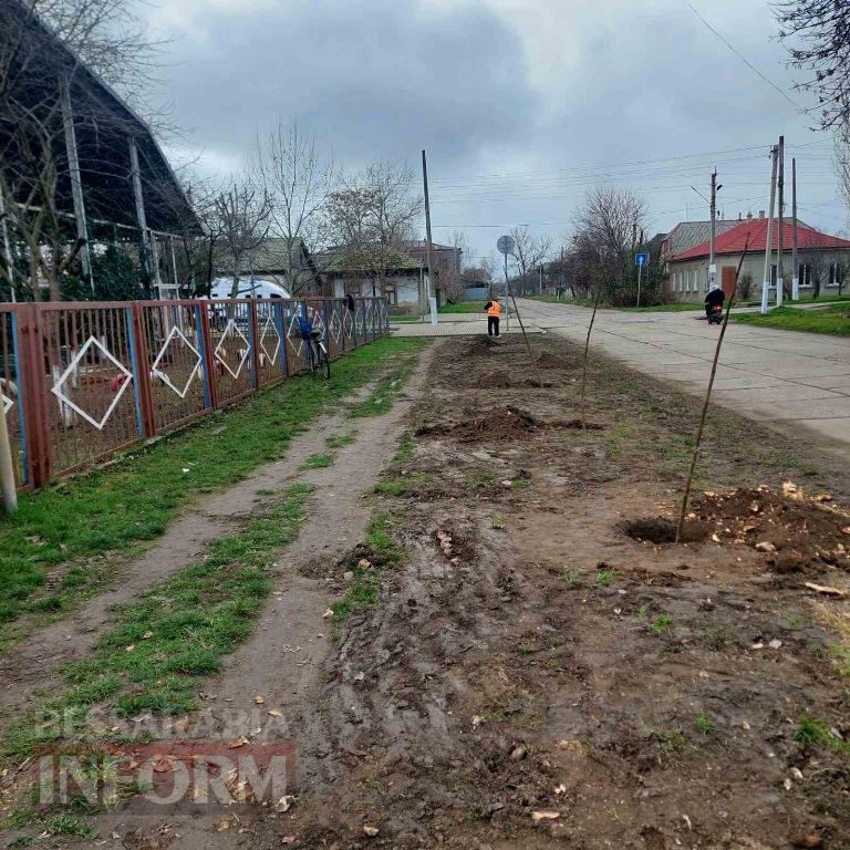 У Кілії завершили висадку молодих зелених насаджень