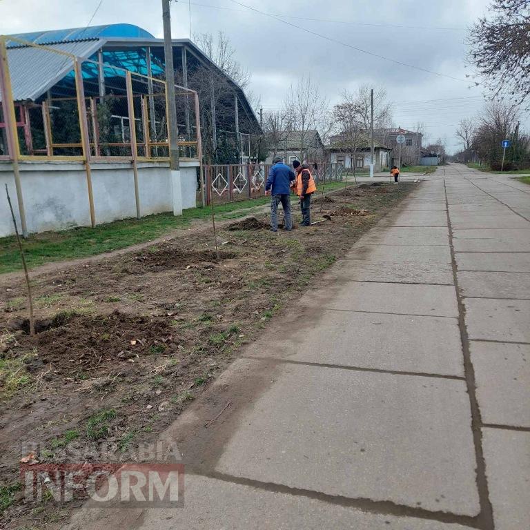 У Кілії завершили висадку молодих зелених насаджень