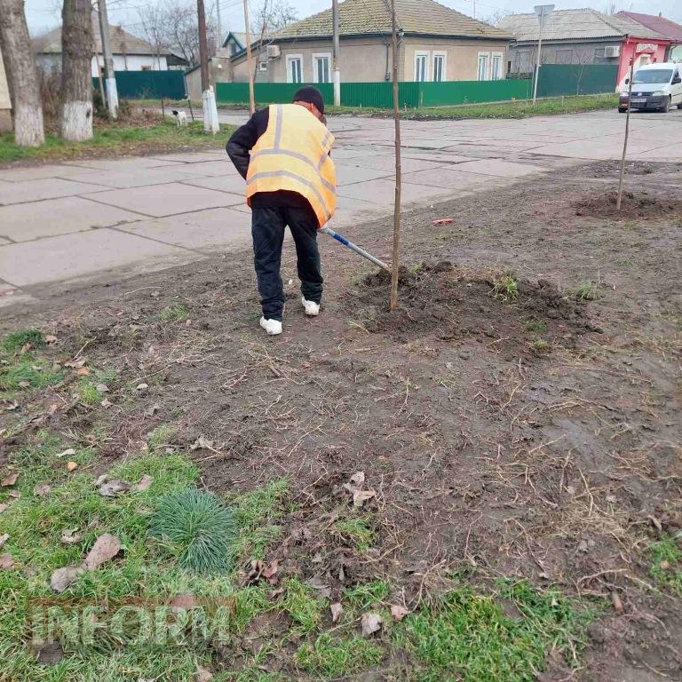 У Кілії завершили висадку молодих зелених насаджень